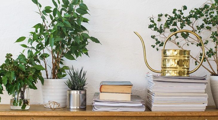 Bring Nature Indoors: Your Guide to House Plants